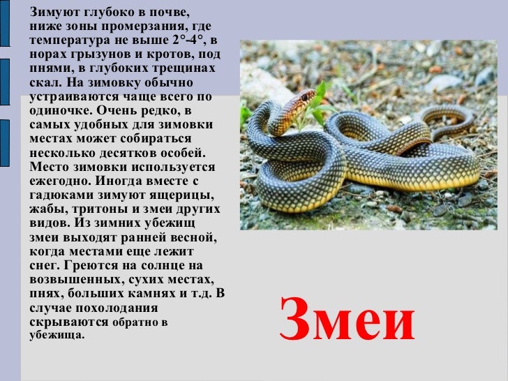 Доклад на тему t зимуют животные картинки Доклад на тему t зимуют животные картинки